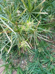 Cyperus textilis
