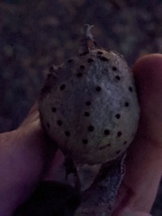 Callirhytis quercussuttoni