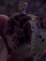 Callirhytis quercussuttoni