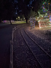 Callirhytis quercussuttoni