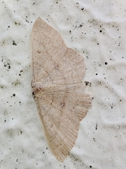 Cyclophora puppillaria