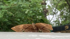 Kallima horsfieldii