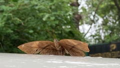 Kallima horsfieldii