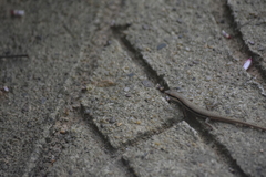 Sphenomorphus maculatus