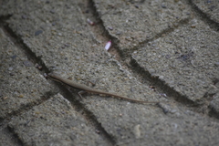 Sphenomorphus maculatus