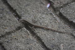 Sphenomorphus maculatus