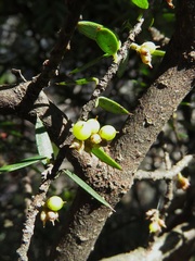 Acrotriche leucocarpa
