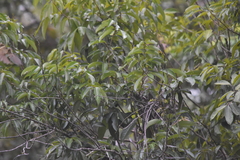 Iole propinqua innectens