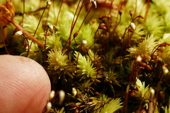 Leucobryum javense