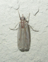 Classeya bicuspidalis