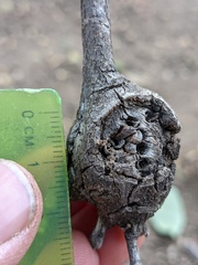 Callirhytis quercussuttoni