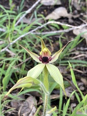 Caladenia macrostylis
