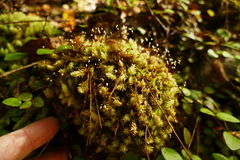 Leucobryum javense