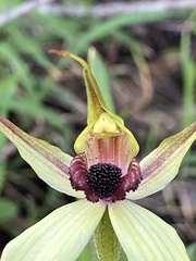 Caladenia macrostylis