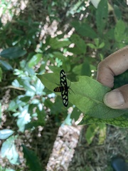 Amata huebneri