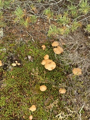 Suillus bovinus