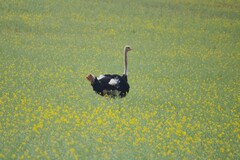 Struthio camelus australis