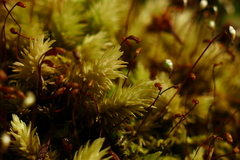 Leucobryum javense