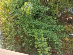 Morus nigra