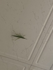 Atractomorpha sinensis