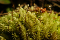 Leucobryum javense