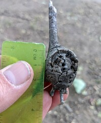 Callirhytis quercussuttoni