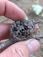 Callirhytis quercussuttoni