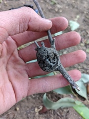 Callirhytis quercussuttoni