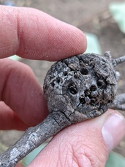 Callirhytis quercussuttoni