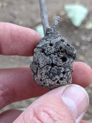 Callirhytis quercussuttoni