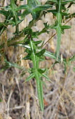 Cirsium serrulatum