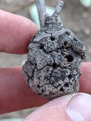 Callirhytis quercussuttoni