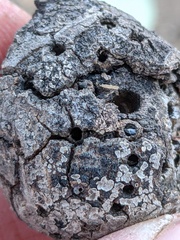 Callirhytis quercussuttoni