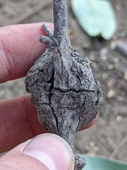 Callirhytis quercussuttoni