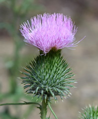 Cirsium serrulatum