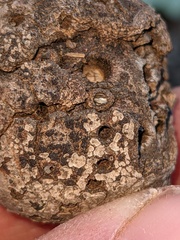 Callirhytis quercussuttoni