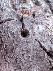 Callirhytis quercussuttoni