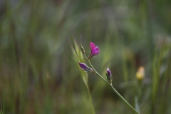 Onobrychis aequidentata