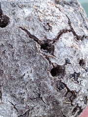 Callirhytis quercussuttoni