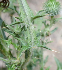 Cirsium serrulatum