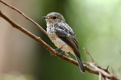 Muscicapa adusta