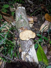 Polyporus