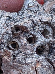 Callirhytis quercussuttoni