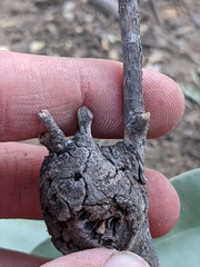 Callirhytis quercussuttoni