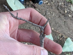 Callirhytis quercussuttoni