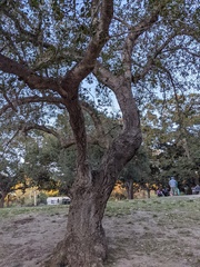 Callirhytis quercussuttoni