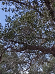 Callirhytis quercussuttoni