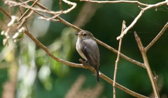 Muscicapa adusta