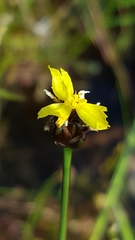 Xyris montana
