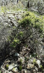 Acrotriche leucocarpa